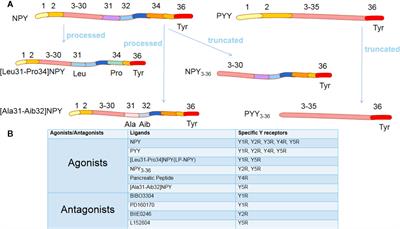 Neuropeptide Y Is an Immunomodulatory Factor: Direct and Indirect